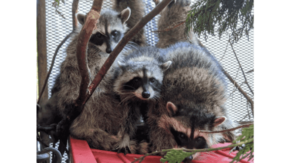 Sponsor a Raccoon for One Week supporting image.