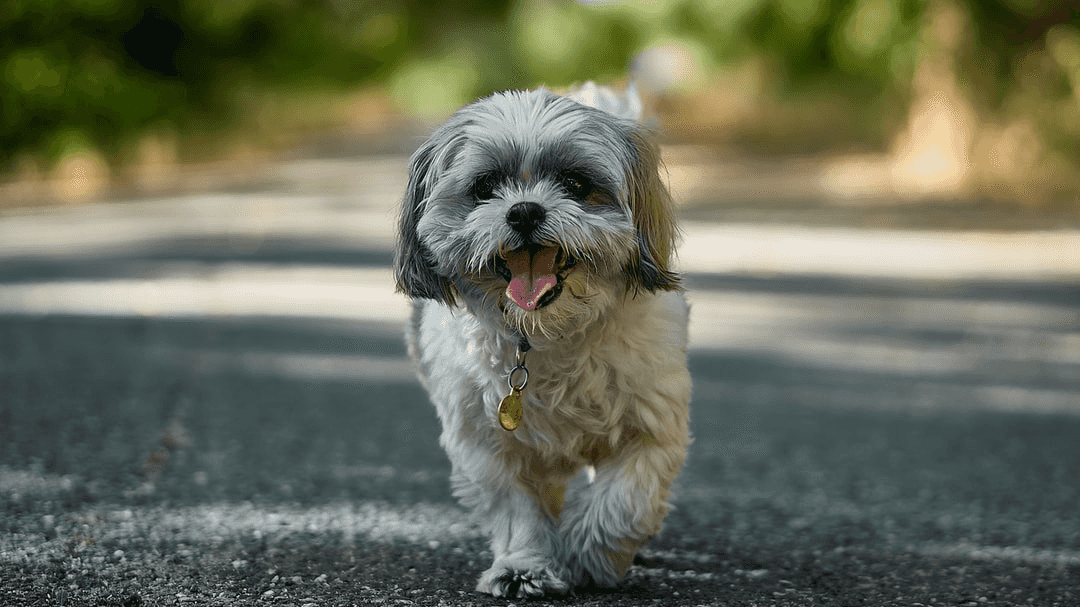Supportive Shih Tzu supporting image.