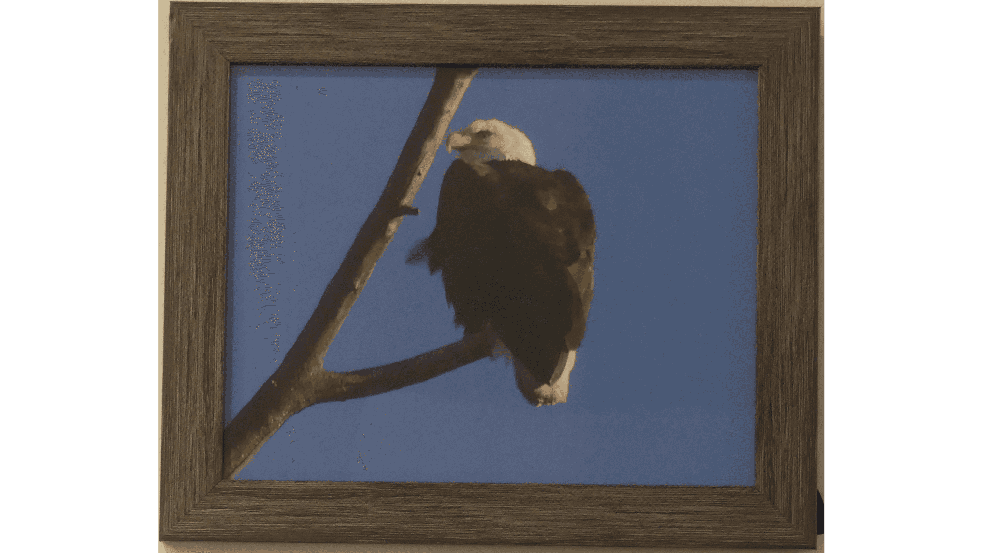 "Eagle Eye" by Barb Treen
