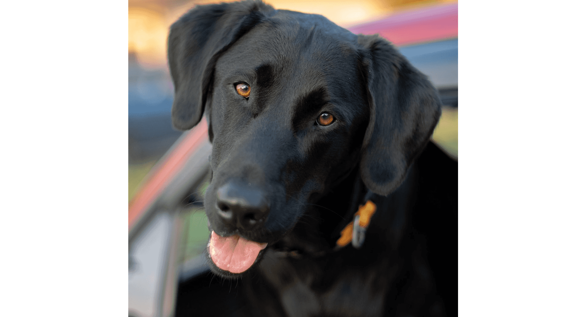 Lovely Labrador  supporting image.