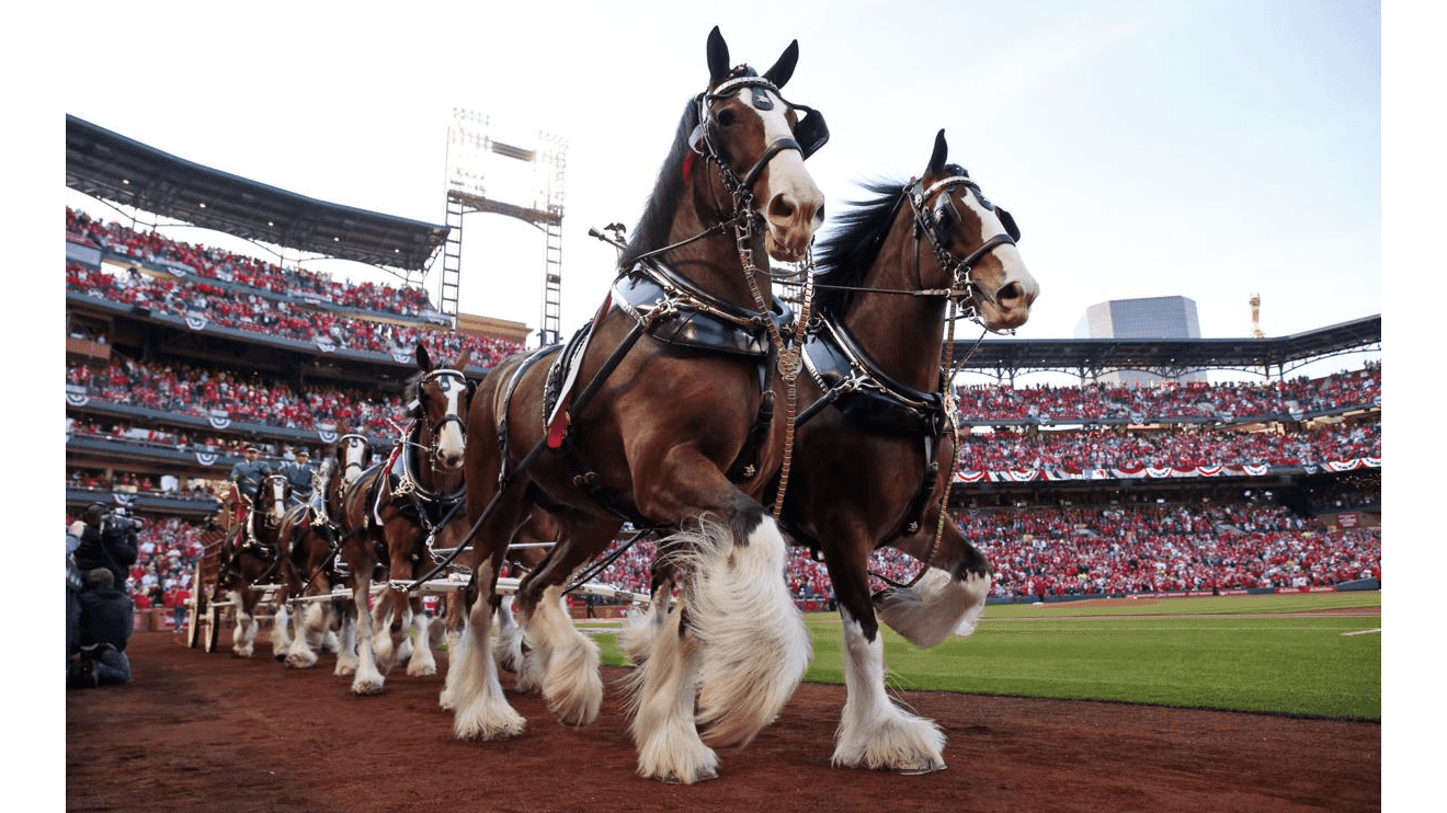 Clydesdale supporting image.