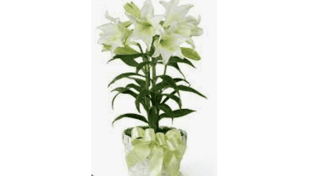 Easter Lilies from Little Gardens