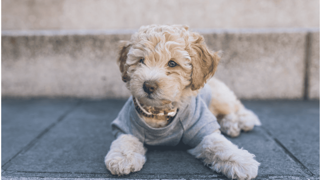 Clever Cockapoo supporting image.