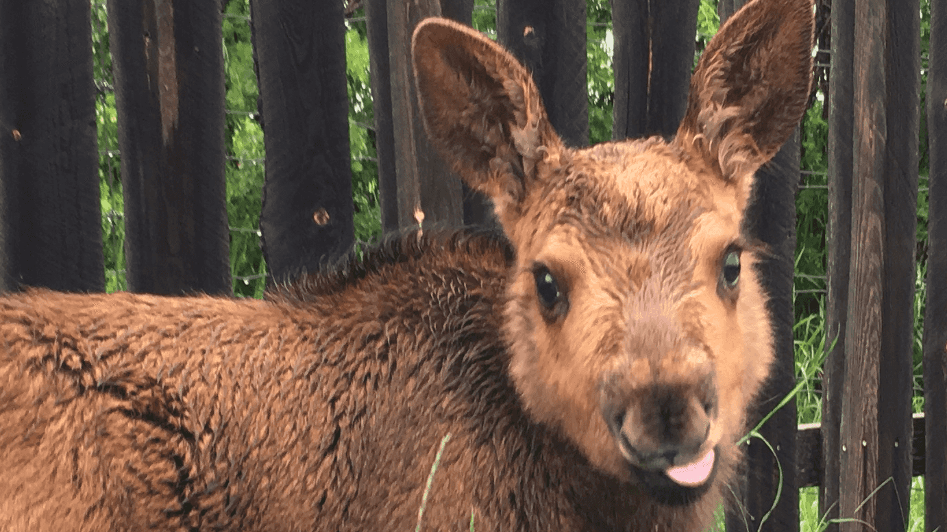 Give a shower gift to a moose calf supporting image.