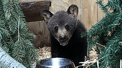Give a shower gift to a bear cub supporting image.