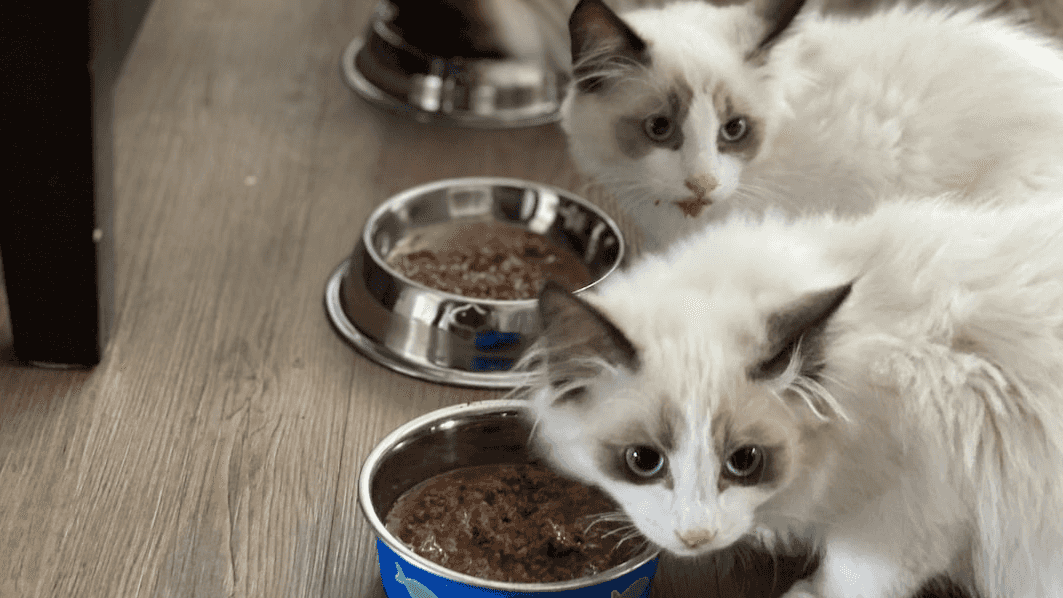 Tier 1: Feed Kittens supporting image.