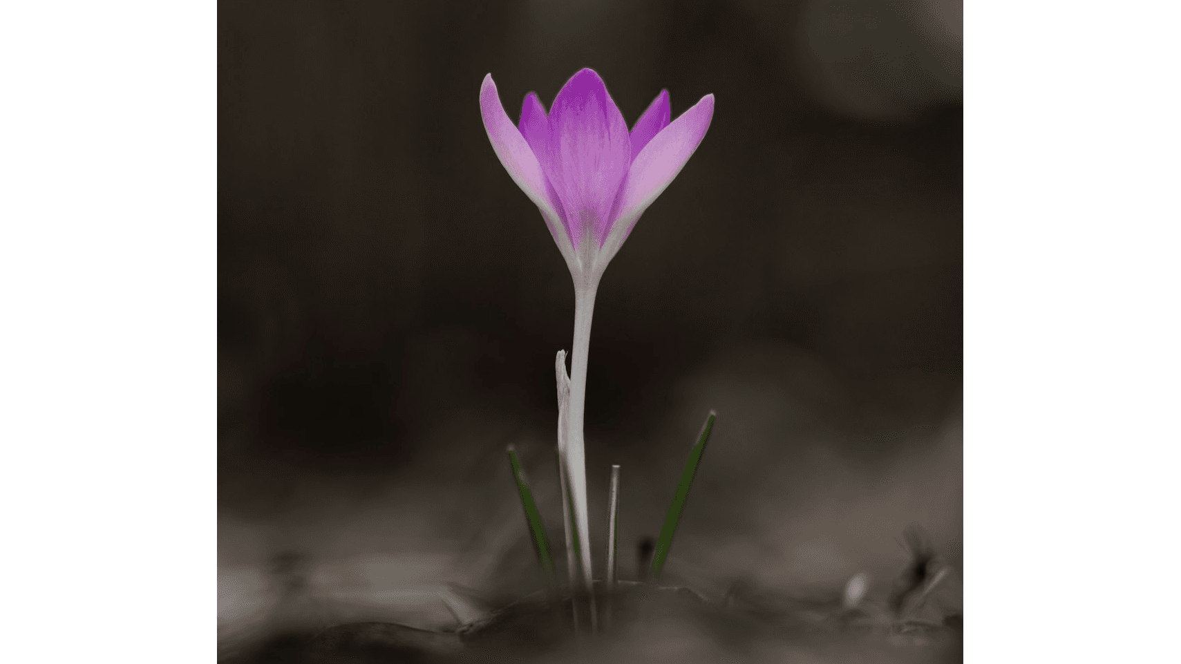 Crocus  supporting image.
